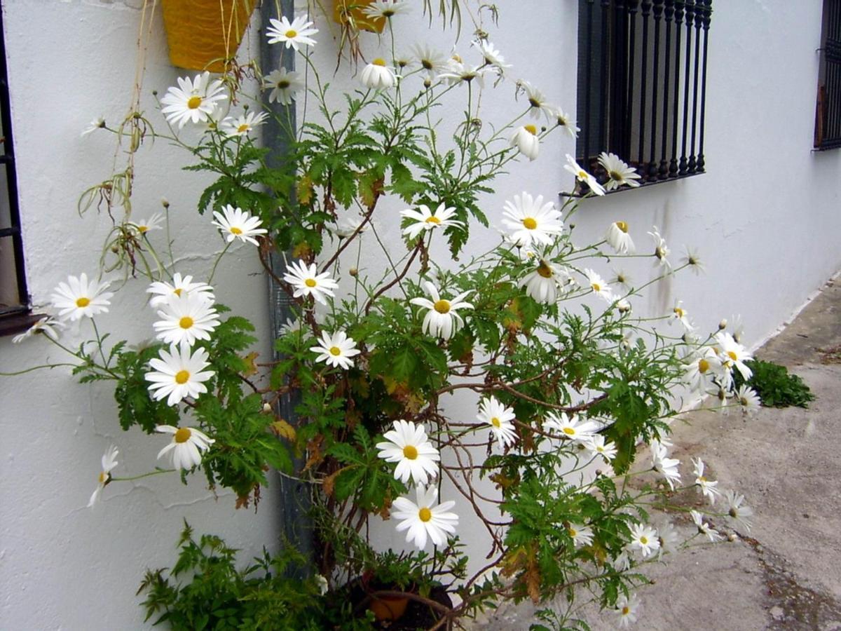 Apartamento Mi Casa En Benamahoma Exterior foto